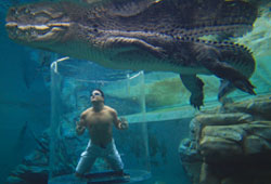 到達爾文的鱷魚主題公園與巨鱷對決